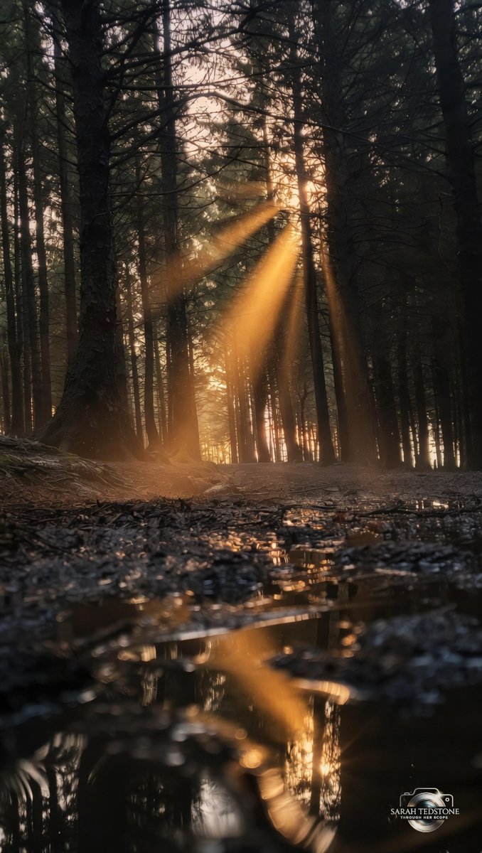 ThroughHerScope's tweet image. Deep in the woods where the light barely reaches. Golden hour sneaking through the trees. That moody forest silence🌲☀️ 

#Lancashire #Photography #Nature