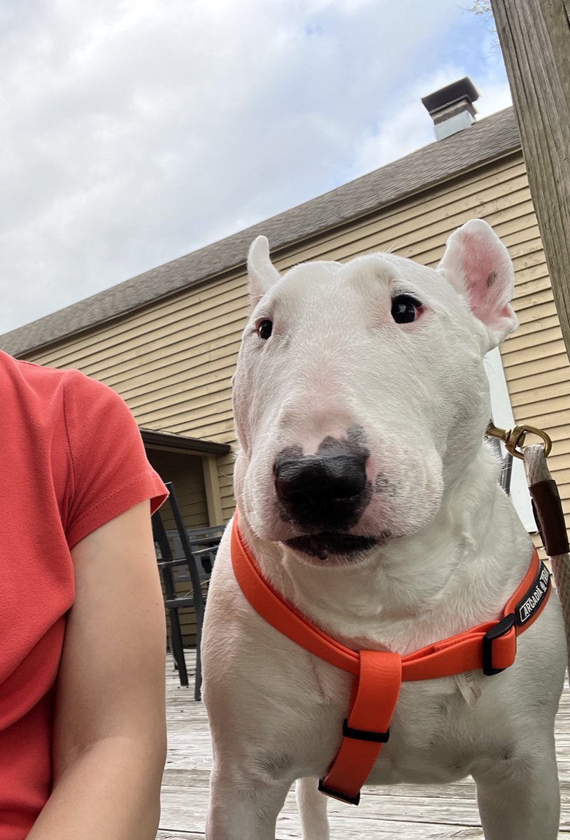 🐶 NELSON tweet media