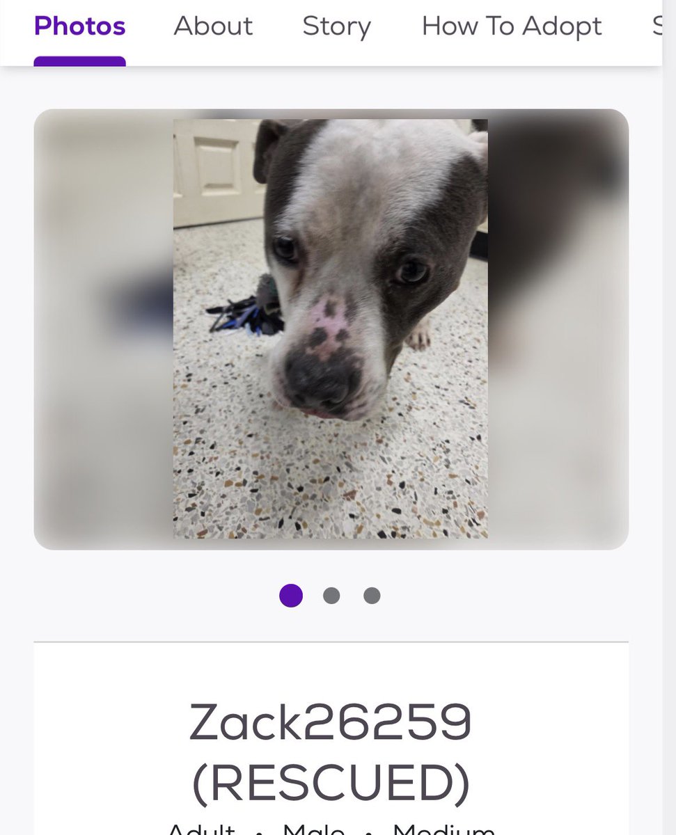 LacDonna's tweet photo. Wonderful News!! Zack has been rescued!! https://t.co/ik4fU6MeJ1