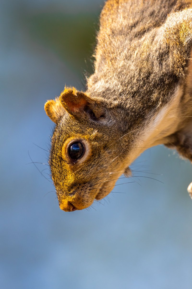 JoeGrins's tweet image. I love my local wildlife! Squirrel!

joesnotesblog.com/blog/i-love-my…

#squirrels #naturephotography #babyanimals #birdphotography #turtles #canonusa #photography #naturephotos #wildlife #wildlifephotography #PNW #nature #naturelover #photoblog #birds #animals #canoncameras
