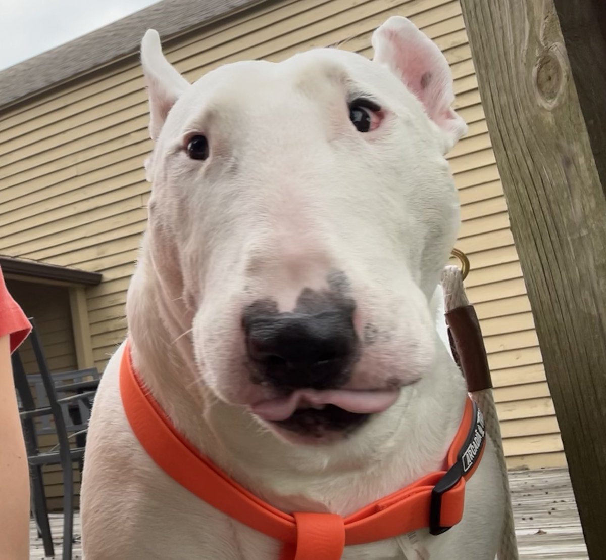🐶 NELSON tweet media