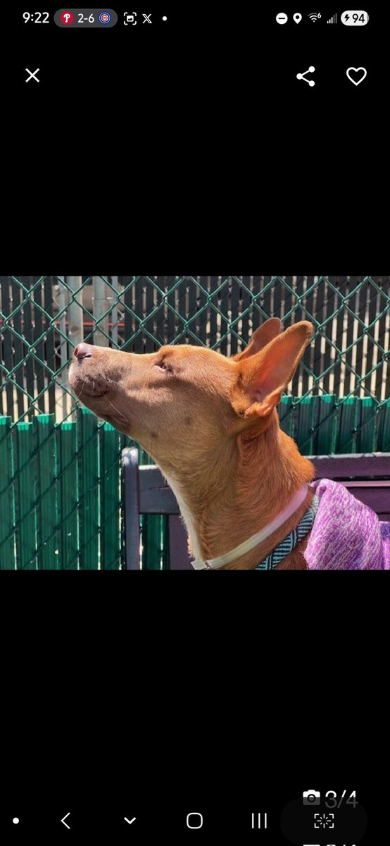 🎉🎊 Viper 🎊🎉
Has been Reserved 
By A New Hope Rescue!🎉

We r so thrilled 4 this sweetheart 💕 
 
Tysvm 2 all 4 Pledging, Caring + Sharing! We couldn't have done it 
w/o u💗

Pls wait 4 freedom pics/info from <a href="/TAPNYACC/">TAPACC</a>, or pulling rescue, 2 honor yr pledges❤️

Tysvm❤️