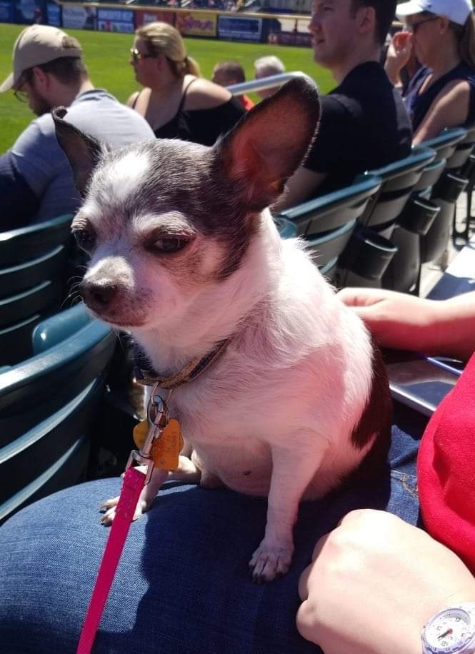 paco5775's tweet image. Daily Reo🌈 Reo loved baseball season ⚾️ ❤️ #dogsoftwitter #missyouReo