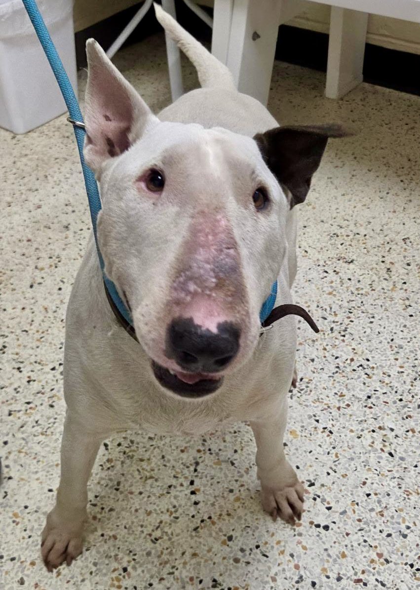 Margo needs a rescue. To get out of Rocky Mount NC shelter. Please pledge and repost for Margo and her unborn puppies. She needs you now. She only has 7 pledges so far.