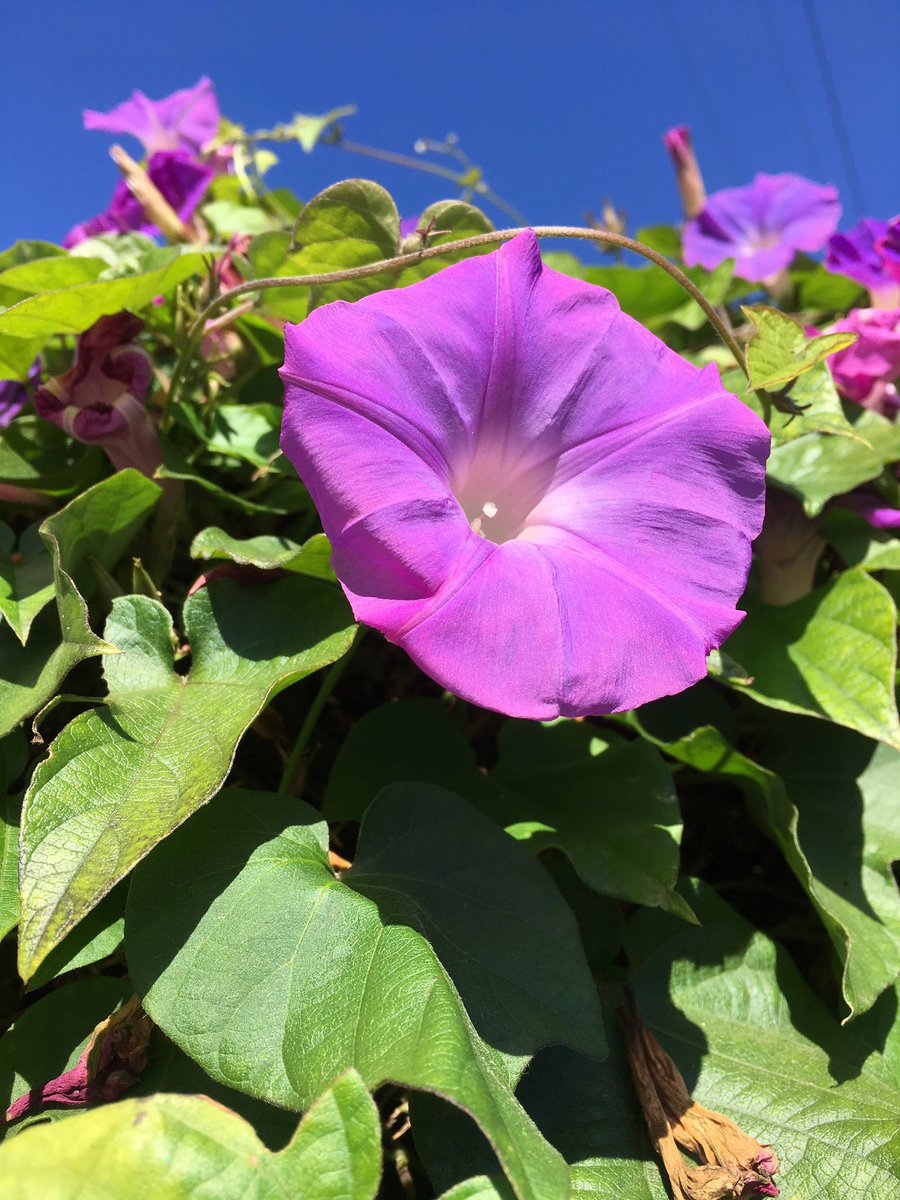 southbaysome's tweet image. Morning Glory 
#FlowerReport