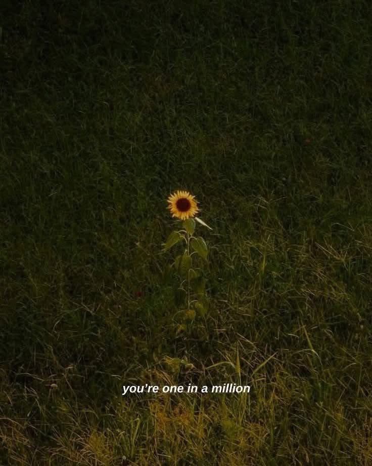 SUNFLOWER 🌻 tweet media