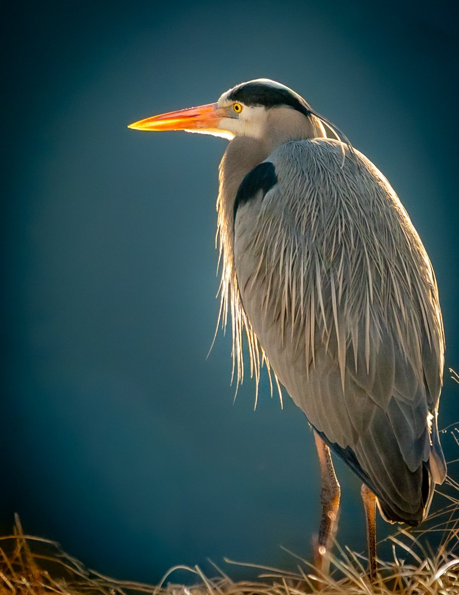 Samantha Ferrone tweet media