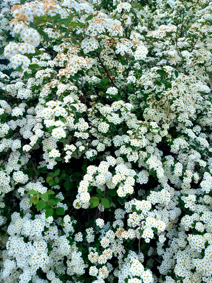 tramont36924098's tweet photo. [Tear the petals off of you
and make you tell the truth]

_
https://t.co/OuRDp0dNlI https://t.co/LdUgnsTQL7