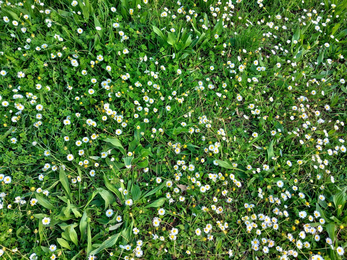 tramont36924098's tweet photo. [Tear the petals off of you
and make you tell the truth]

_
https://t.co/OuRDp0dNlI https://t.co/LdUgnsTQL7