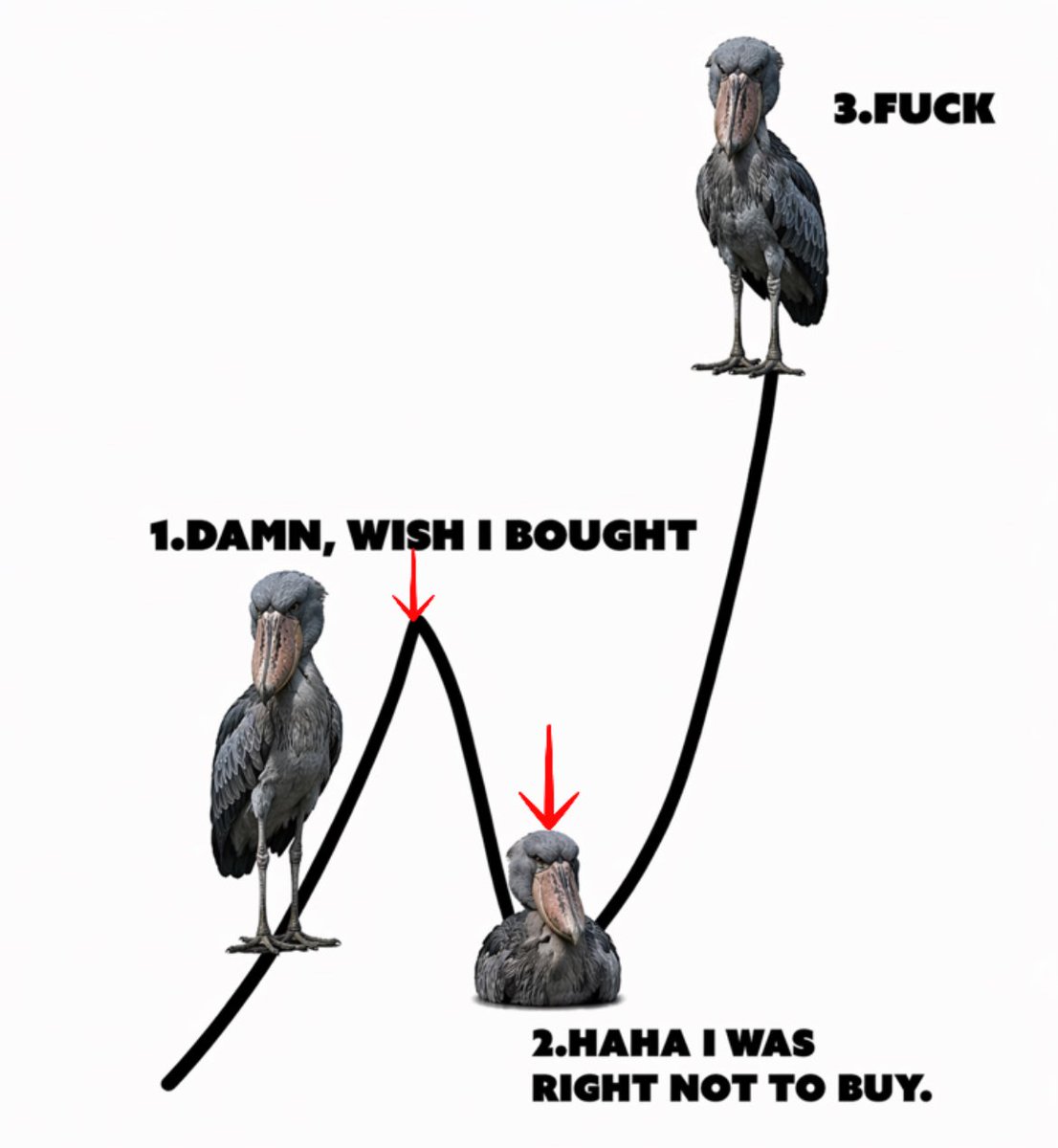 Shoebill tweet media