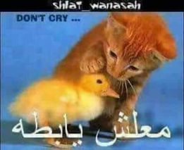 شاعر الغلابه tweet media