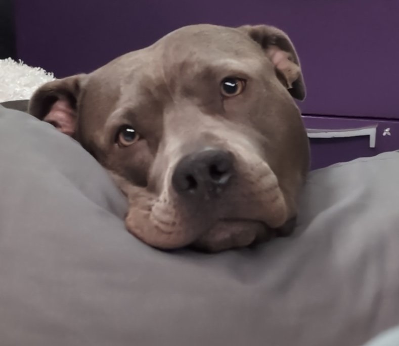 SamsScapes's tweet photo. Everyone give Frankie some love >:(
#pitbull #pitbullmix #Vtuber #cutedog #pitty
@felem_ex_astris she misses giving you kisses (almost as much as I do -w-) https://t.co/nhvGHfWNRv