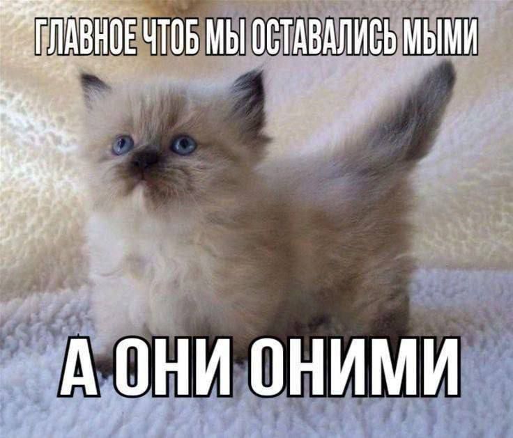 cats, i love cats tweet media
