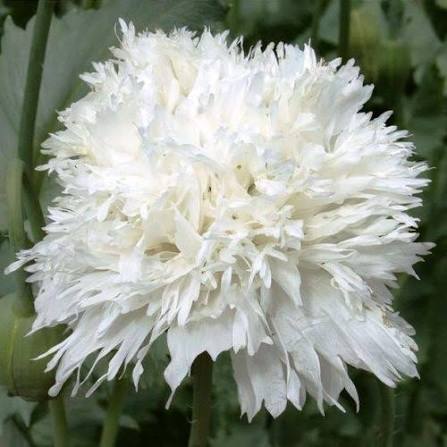 Ботаничка tweet media