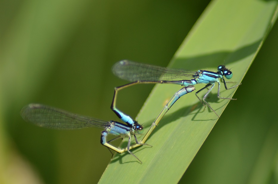 NeoResistant's tweet image. Accouplement (cœur) d'agrions élégants
#photographie #photography
D’autres photos ici sur mon site :
superbe-nature.fr/insectes/demoi…