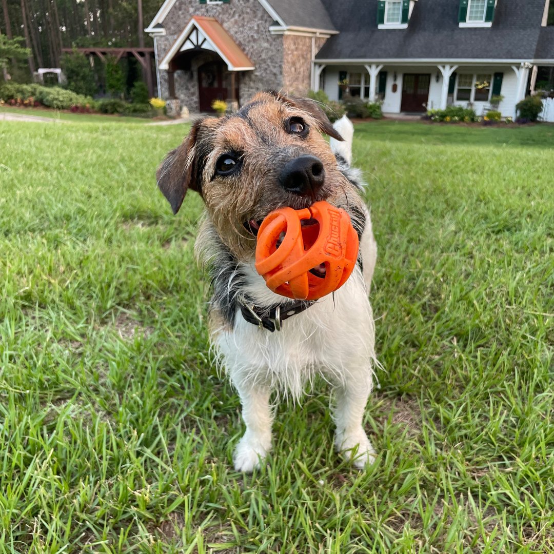 wheelsupnow's tweet image. Got something new to share? Don’t be shy—present it proudly and make sure your audience notices. 🐾
#MarketingTips #BrandVoice #SmartMarketing #MarketingMindset #B2BMarketing