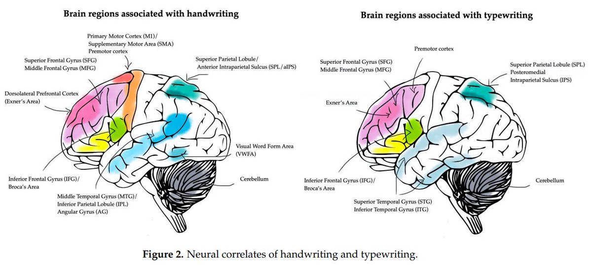 SeanLix's tweet image. 🚨 #Handwriting vs #Typing
Handwriting =
•  Stronger sensory networks
•  Better prefrontal planning
•  Deeper #memory integration

Science says: Writing = think better, remember more, and connect ideas deeper.

What’s your take? ✍️🧑‍💻

pmc.ncbi.nlm.nih.gov/articles/PMC11…