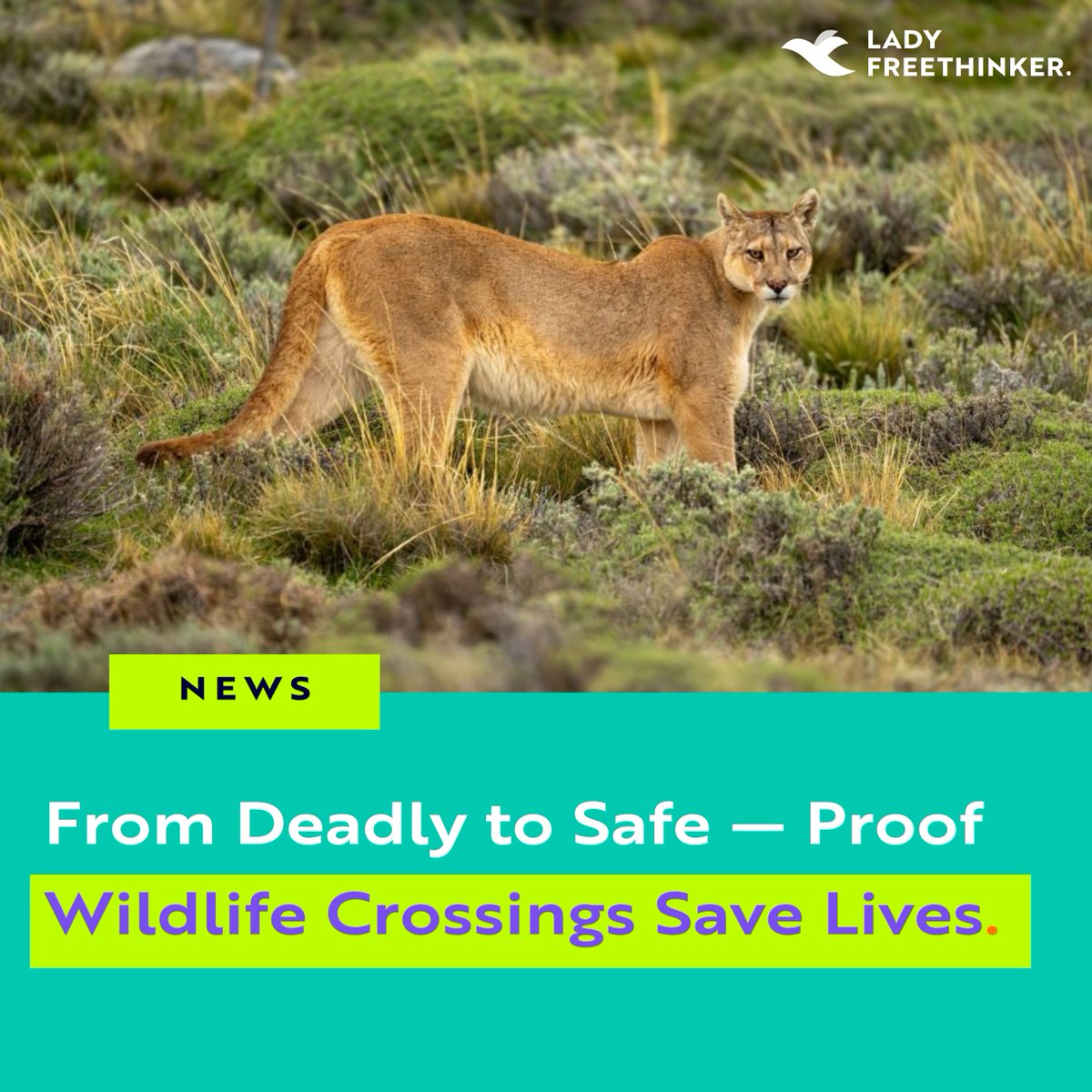 Lady Freethinker tweet media