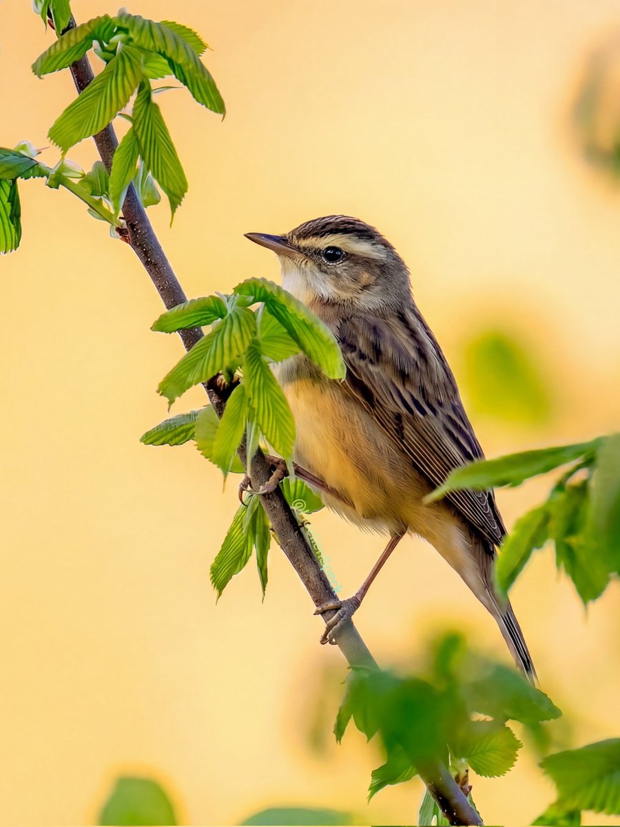 наде́жда 🐦‍⬛п и ч у ж к а tweet media