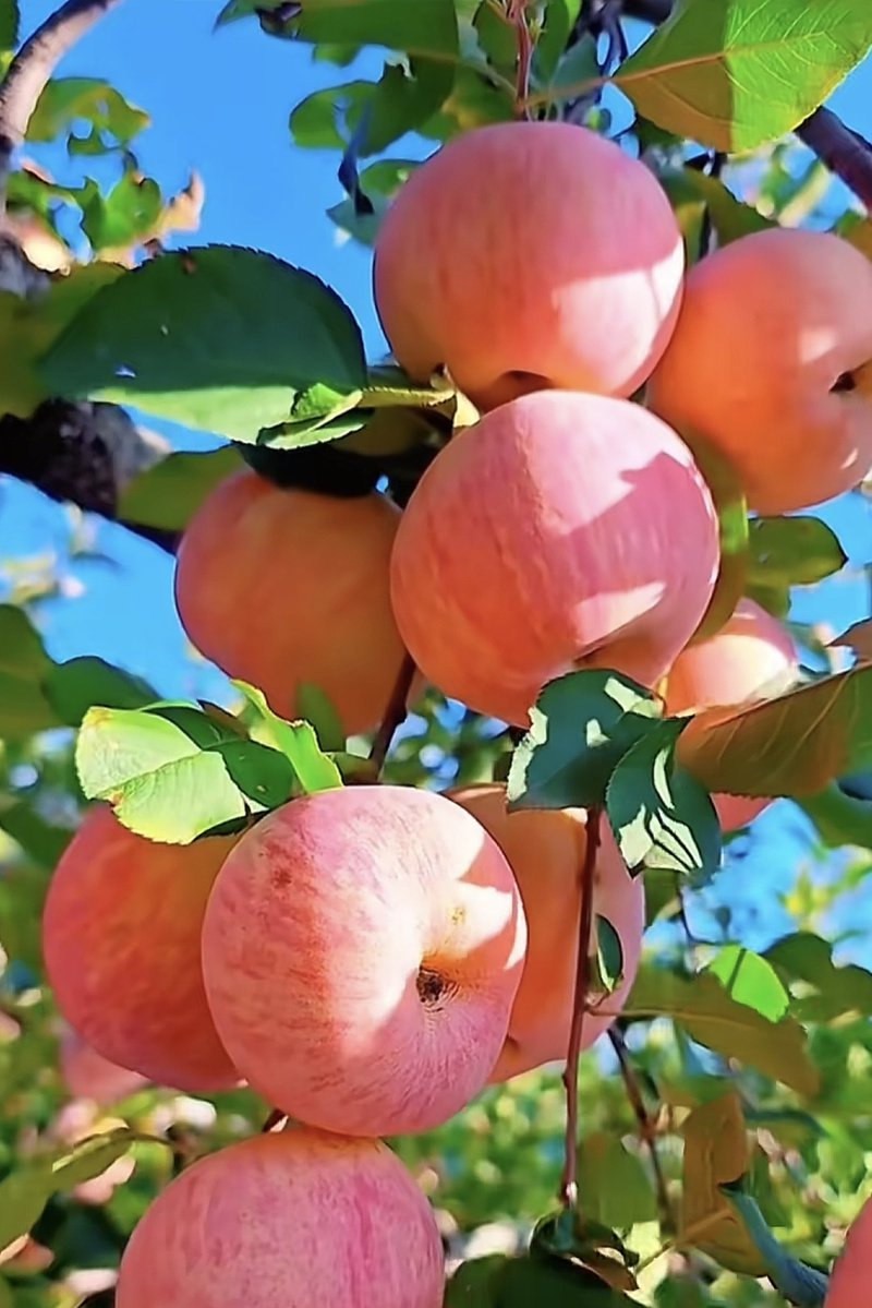 manu daswani tweet media