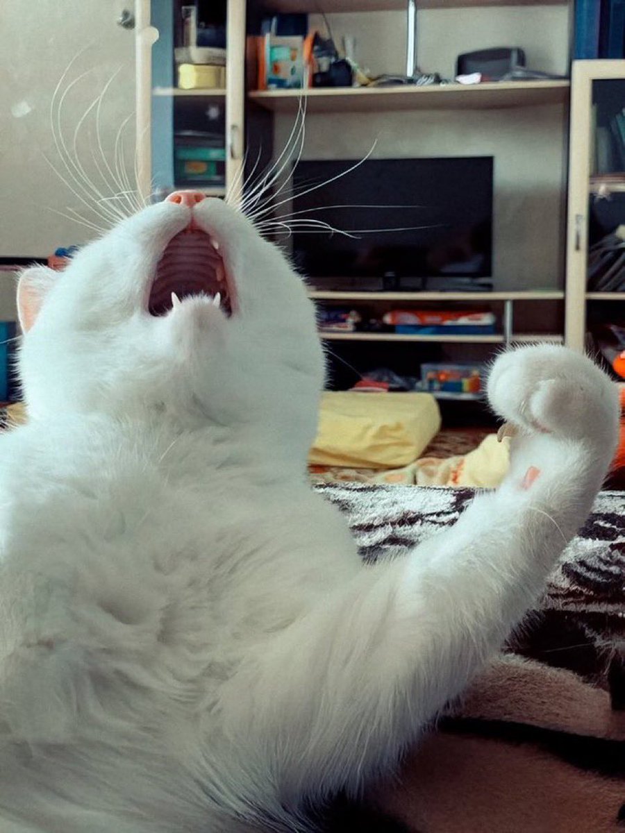 Stepan Bandera tweet media