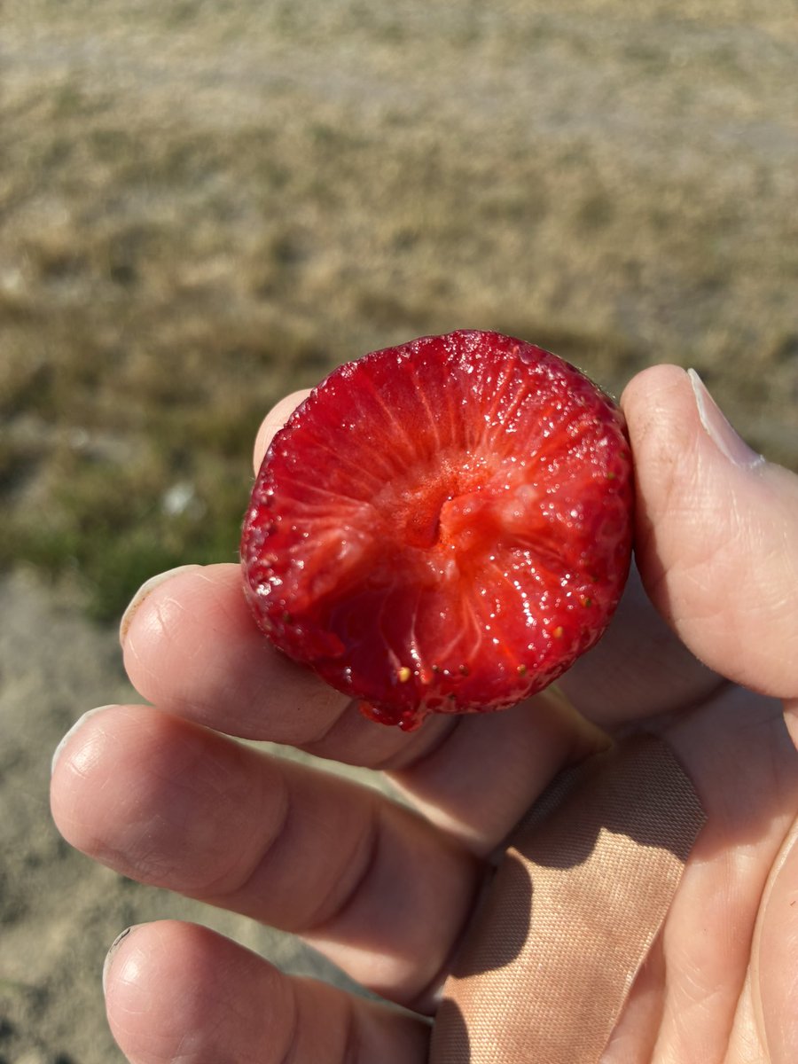 G12Rocco's tweet image. Went Strawberry Pickin’ Again 🍓 I would pick three “test one” pick three “test one” etc etc😋😉
The farm I pick from also makes fresh ice cream using the berries they grow🍦🍨 #FridayFeeling
