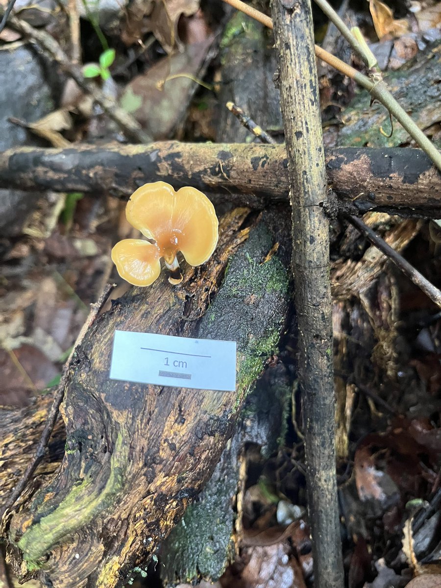 vic :¨ ·.· ¨: 🍥7️⃣ tweet media