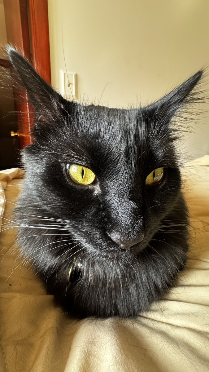 ViktoriyaOksan's tweet image. That’s my boy. 🥰🖤🫶 Black cats face higher rates of euthanasia &amp;amp; lower adoption rates, often due to myths. even though they are very affectionate. Please adopt a black cat, they are beautiful &amp;amp; very sweet.￼ #blackcats #blackcat #catmom #bombaycat #blackkitten #CatsAreFamily