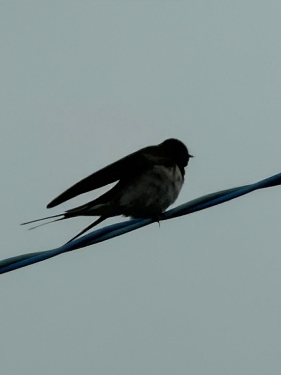 車庫の中に行ったり来たりのツバメが！早くない!?いつも田んぼに水が入るくらいの頃に来てたと思ってたけど。しばらくはまた車も外だなあ。昨年スズメに乗っ取られた巣、今年は大きくなるといいなぁ。今日も良い日

おはようございます