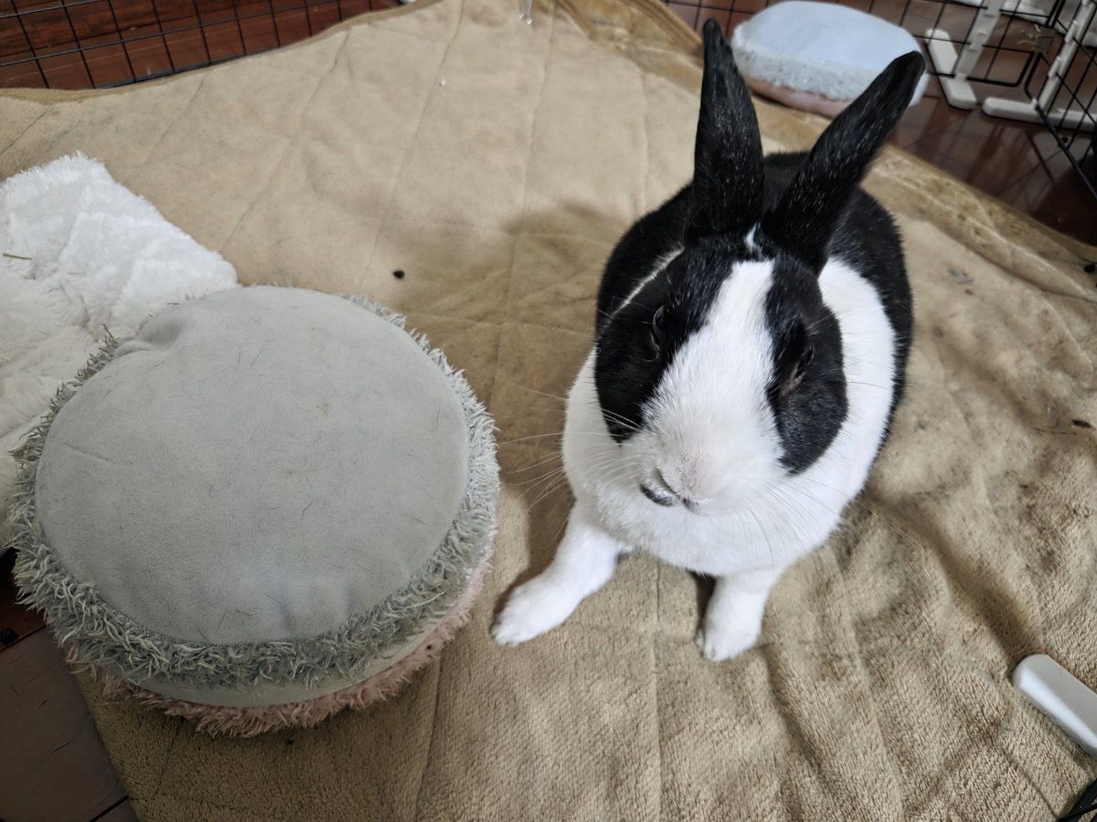 ぱんだ tweet media