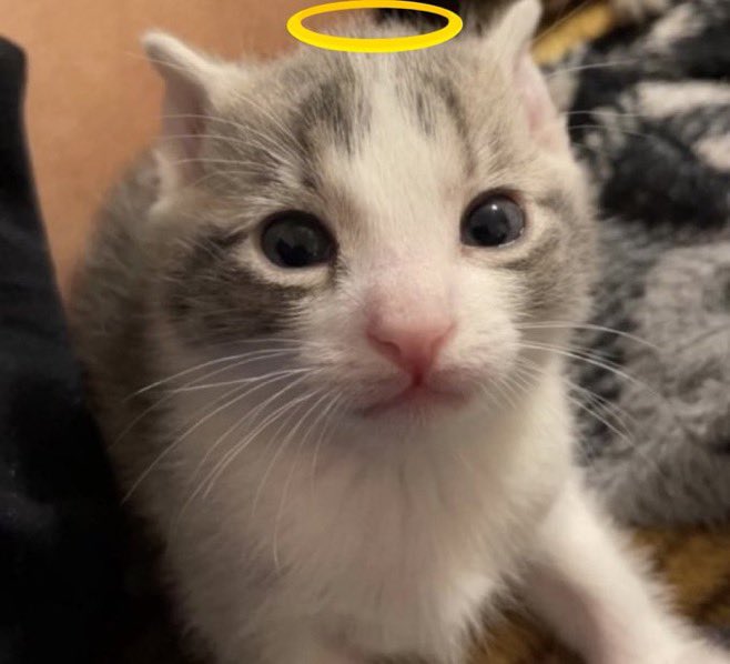 hailey kamie tweet media