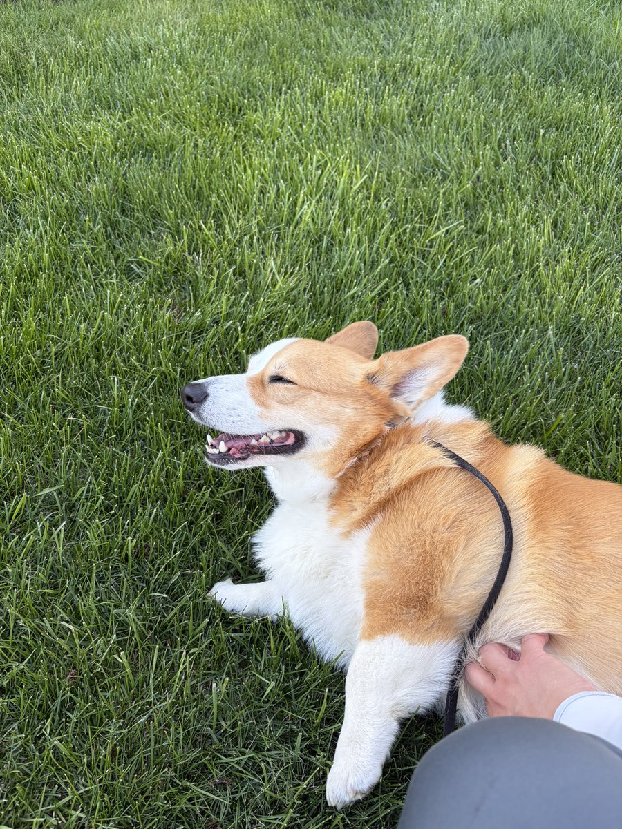 Isadore the Corgi tweet media