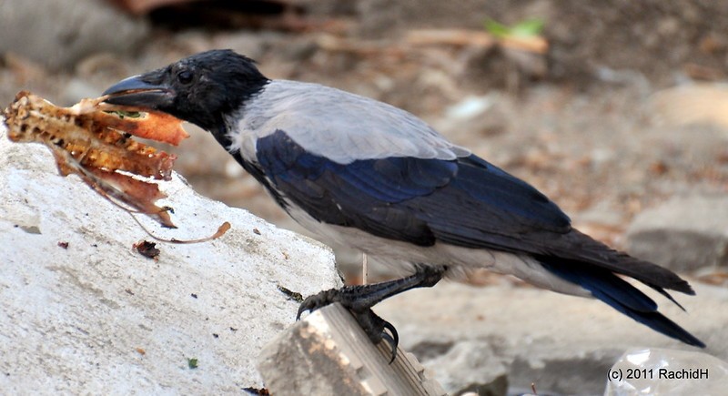 rachidH's tweet image. #Hoodedcrow #Corvus #Ccornix #Corneille #CorneilleMantelée #Cairo #Egypt #intelligentbirds #birds #oiseaux #crows #ravens #corvids #corvidae #Ornithology

Rachid H shared a photo with you from the Flickr app! Check it out:
flic.kr/p/avoyHP