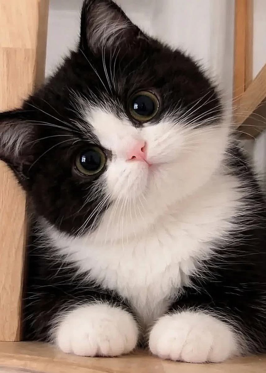 ゆん🐾 tweet media