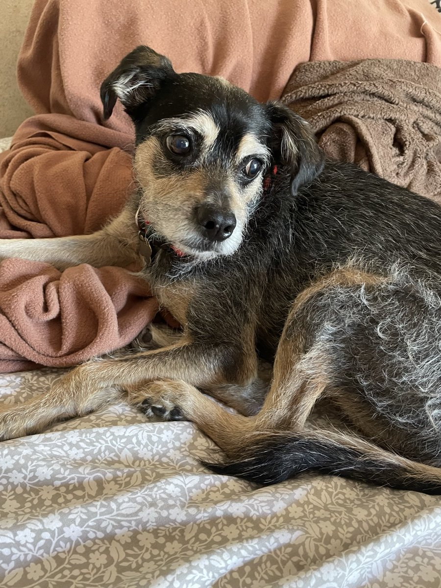 todd2k2's tweet image. The greatest dog ever

#terrierlife #dogs #puppy #dogsofx #pet #pets #terrier #dog #Chance