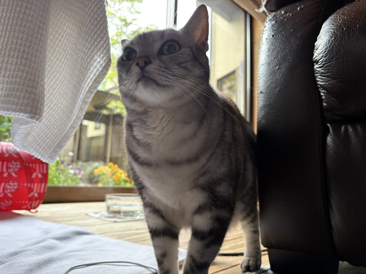 任天堂にポケモンのデータを破壊された鬱病 tweet media