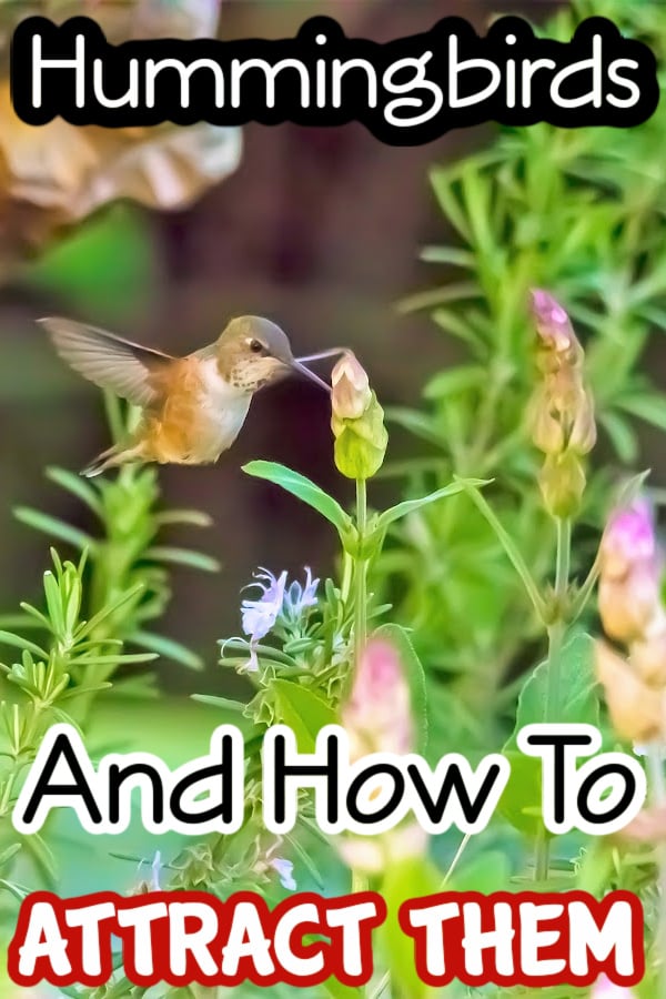 Dian_Farmer_'s tweet image. Hummingbirds And How To Attract Them

dianfarmer.com/all-about-humm…
#pottedgarden #mygarden #gardener #organicgardening