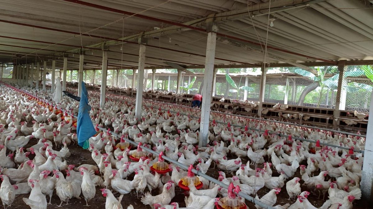 ElDiarioNica's tweet image. Nicaragua alcanzó 9.6 millones de cajillas en marzo 2026, garantizando el abastecimiento en los mercados y el consumo de las familias.

El sector avícola sigue siendo clave para la economía y la seguridad alimentaria del país. 🇳🇮
#Nicaragua #Producción  #SeguridadAlimentaria