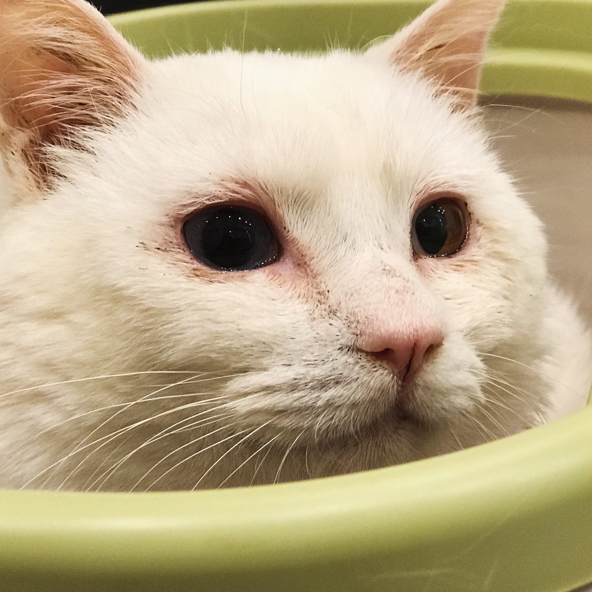 ねこかます tweet media