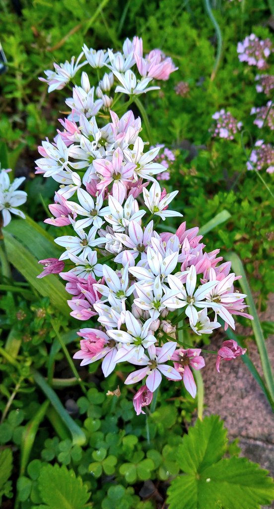 レオン 🐱 庭仕事中🌼🌺 tweet media