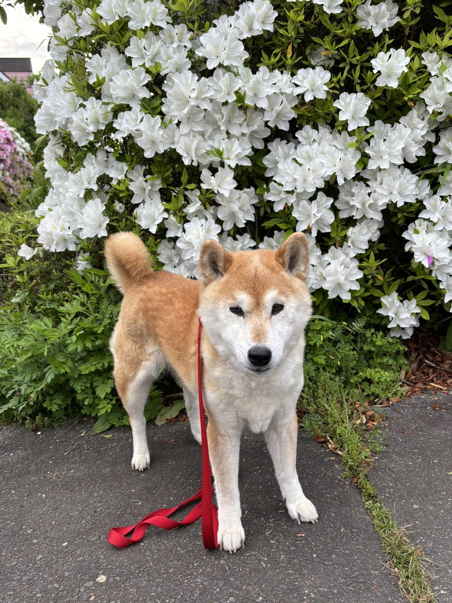 柴犬こはる tweet media