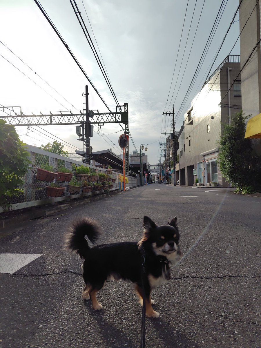 moriyakamijo tweet media