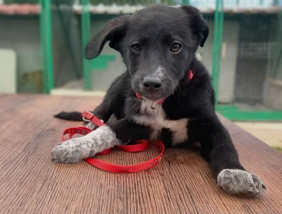 Ricevo,Carini (Pa)JEANNY, UNA STELLINA TUTTA NERA CON I CALZINI BIANCHI 🖤🤍🐾*dolce
affettuosissima, una colla umana in miniatura. Tg media
Viaggia per adozione seria con pre e post affido.

Per info 📞351 422 4320