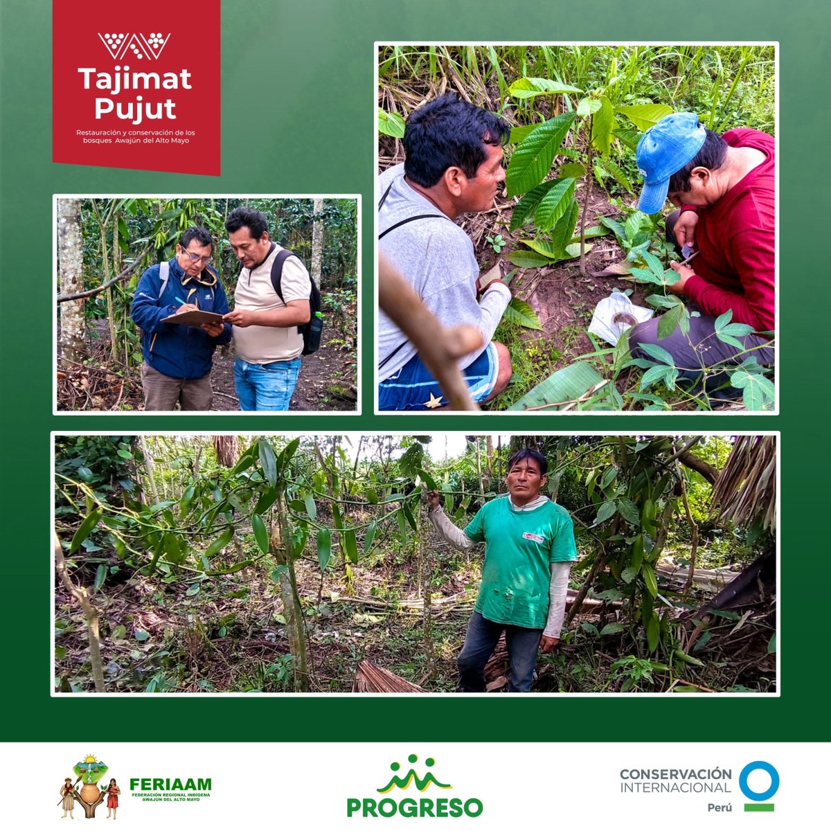 PROGRESO3's tweet photo. En el marco del proyecto Tajimat Pujut, con las comunidades Awajún se viene mejorando su producción de vainilla, mediante acompañamiento técnico a productores del territorio.
📍Iniciativa liderada por la FERIAAM  y su socio Conservación Internacional Perú, junto a PROGRESO. https://t.co/7rxuhJy9FA