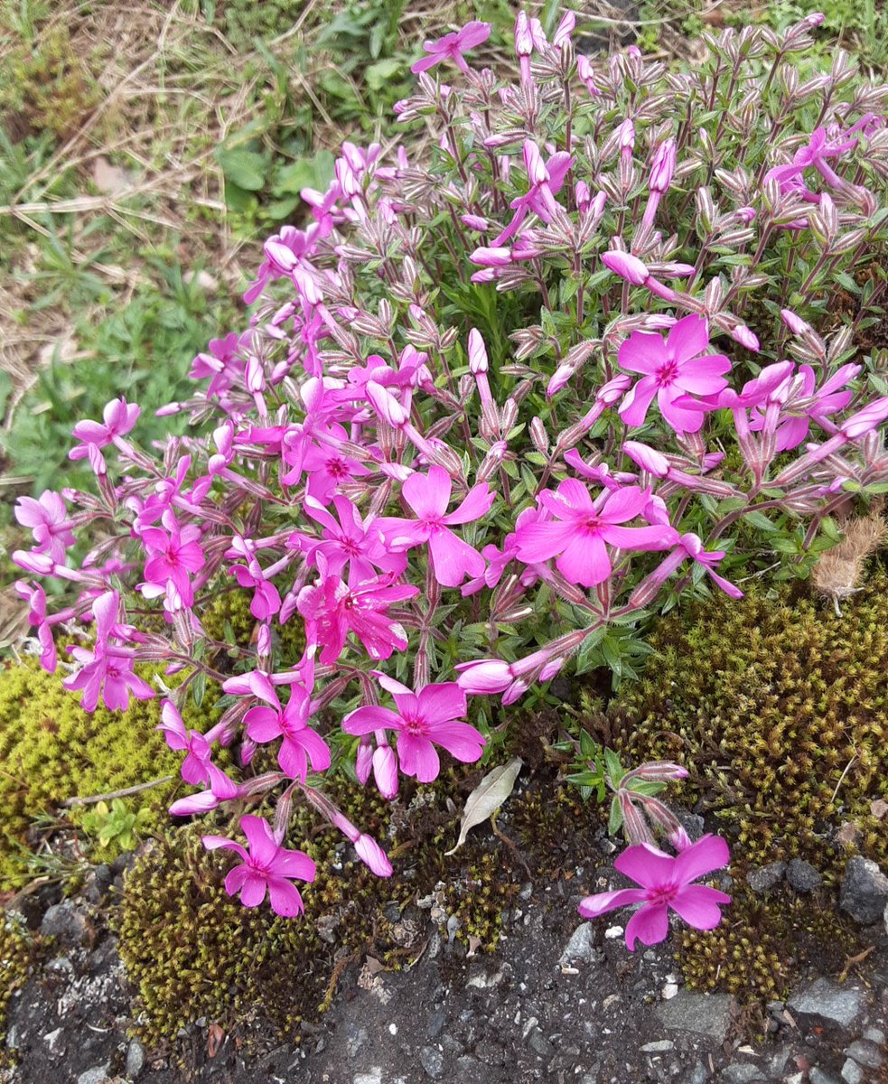 すみちゃん❗ tweet media