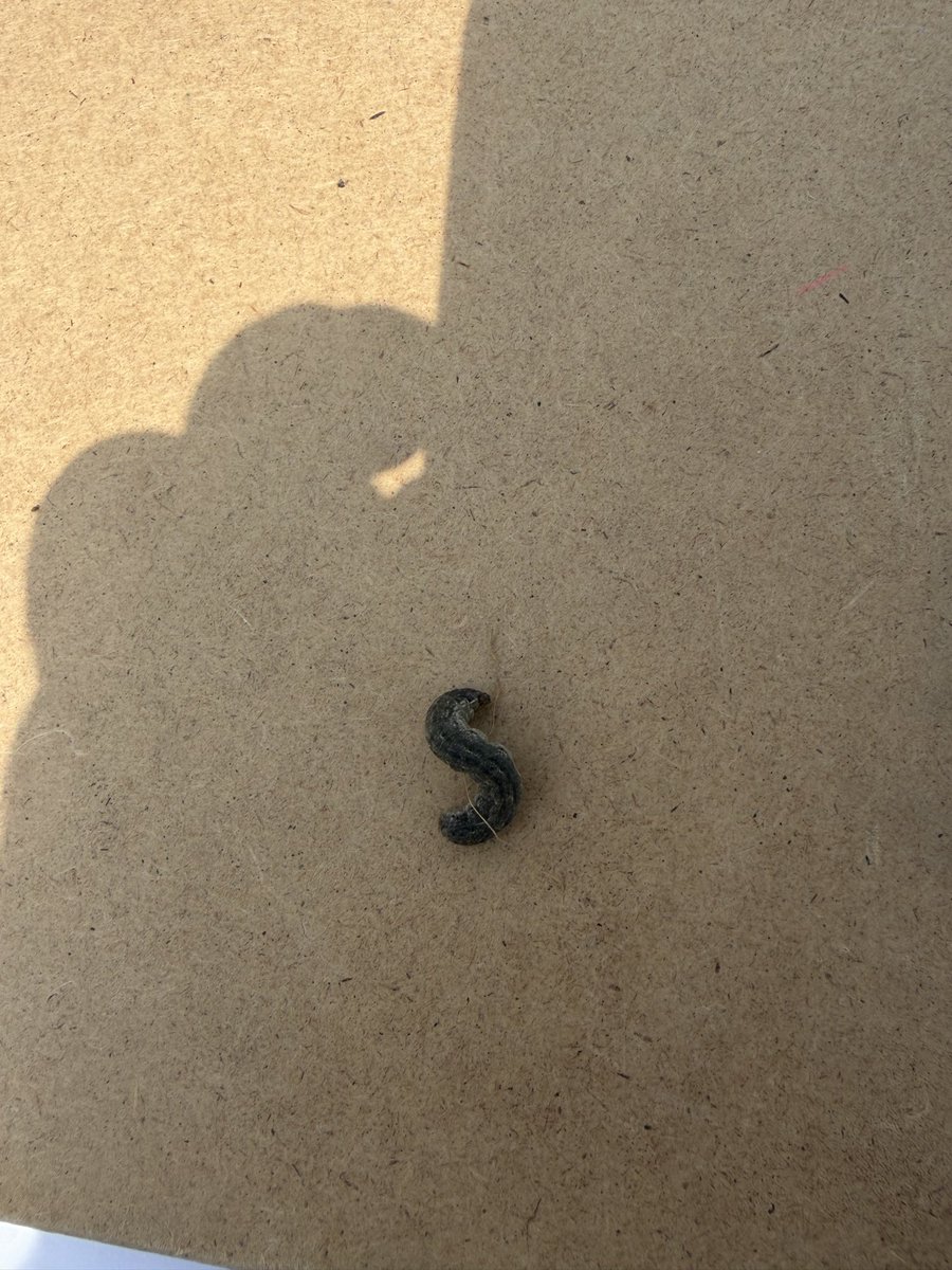 nhust84's tweet photo. Black cutworm in southern IN. Heat units moving this one along quickly. https://t.co/hZeXXRbWI1