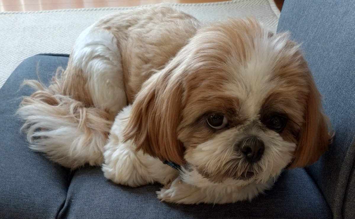 にこらすほわいと tweet media