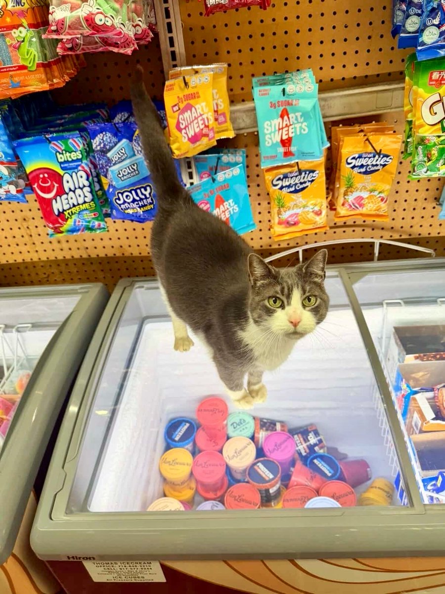 Bodega Cats (@bodegacats_) on Twitter photo 