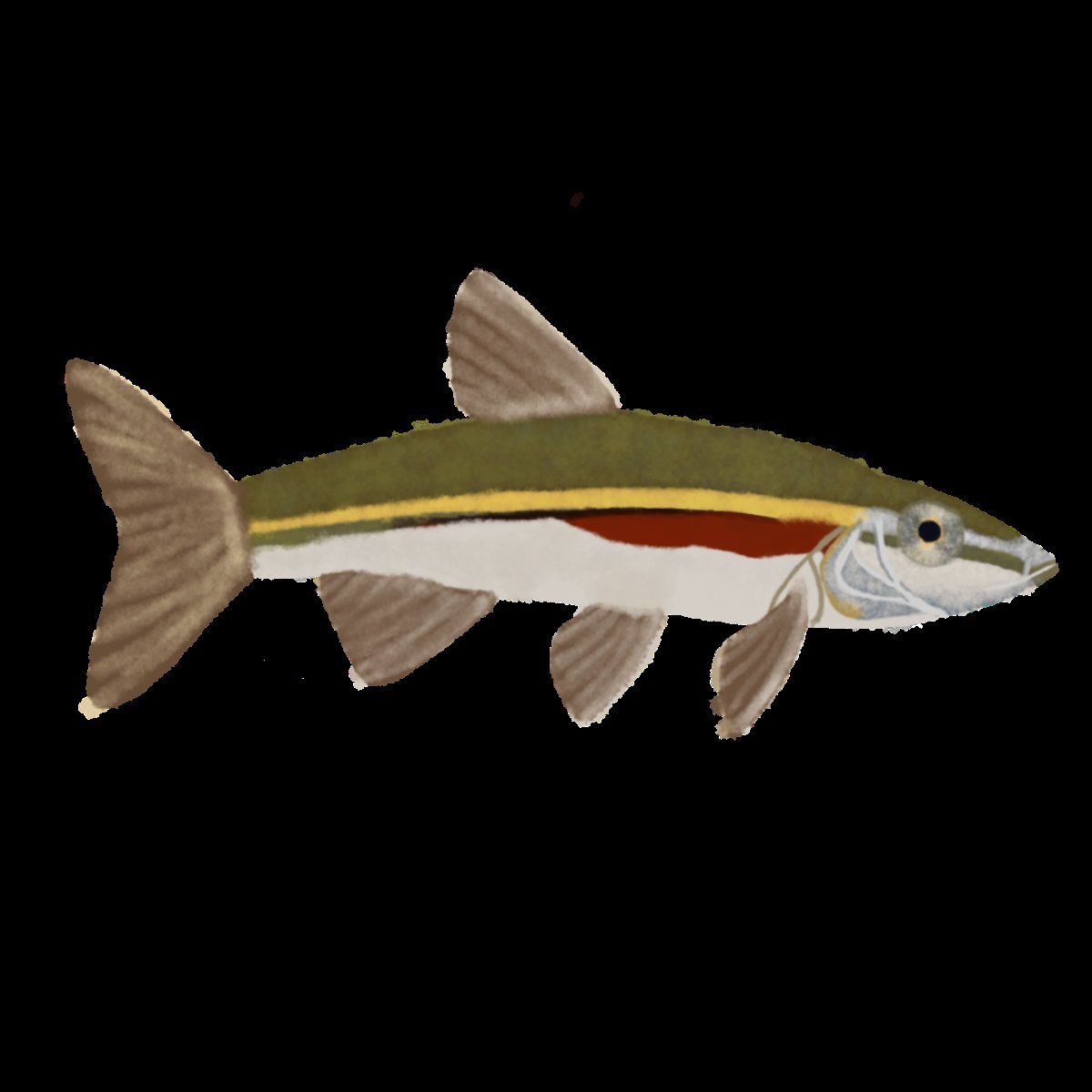 DanTheMagic_Man's tweet photo. @jacksfilms I would love to do something for this!! These are some of my better works (although some are fish, I am good at other things too, LOL, human-like reference for the last one) https://t.co/h9WMPm1xvT