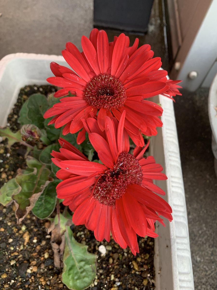 💝 ひかり双極症２型 tweet media